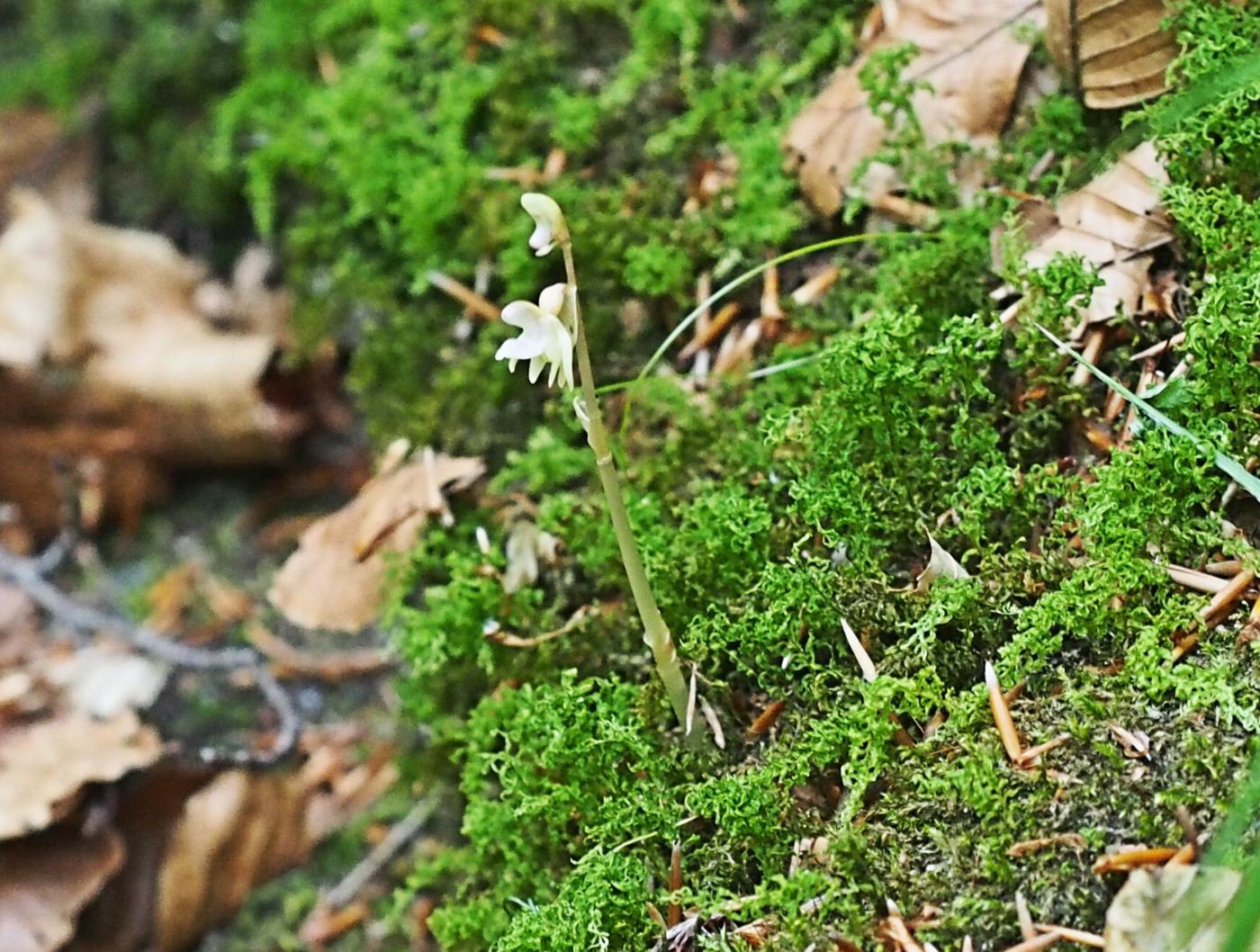 Orchid, Ghost plant